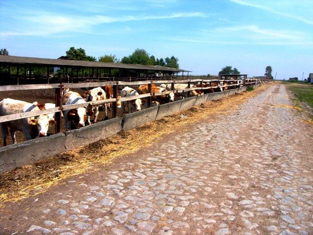 Митків з panoramio.com - Мытков