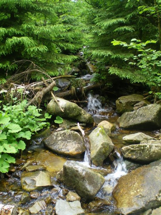 Підліски з panoramio.com - Подлески