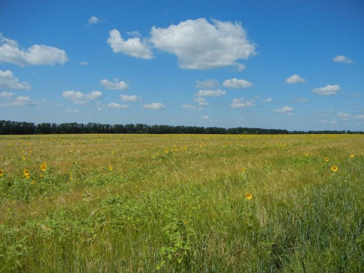 Хроли з panoramio.com - Фролы