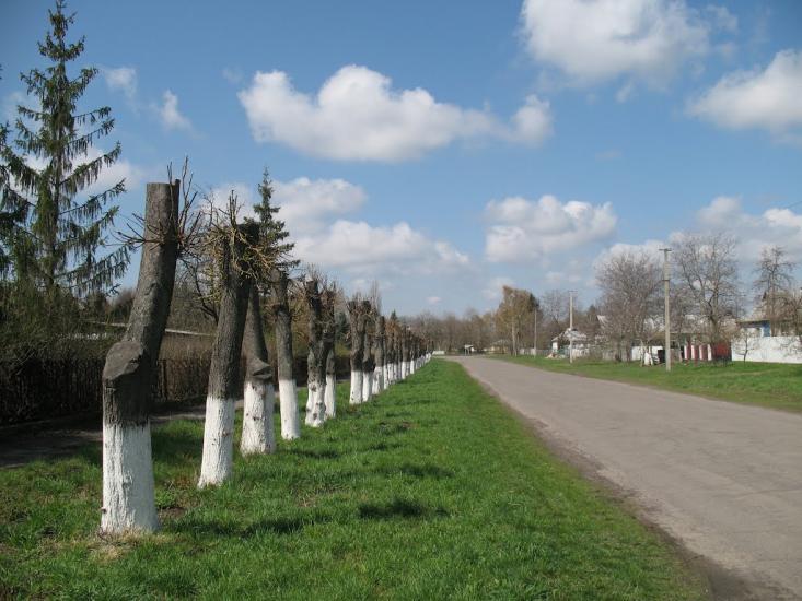 Велика Севастянівка з panoramio.com - Великая Севастьяновка