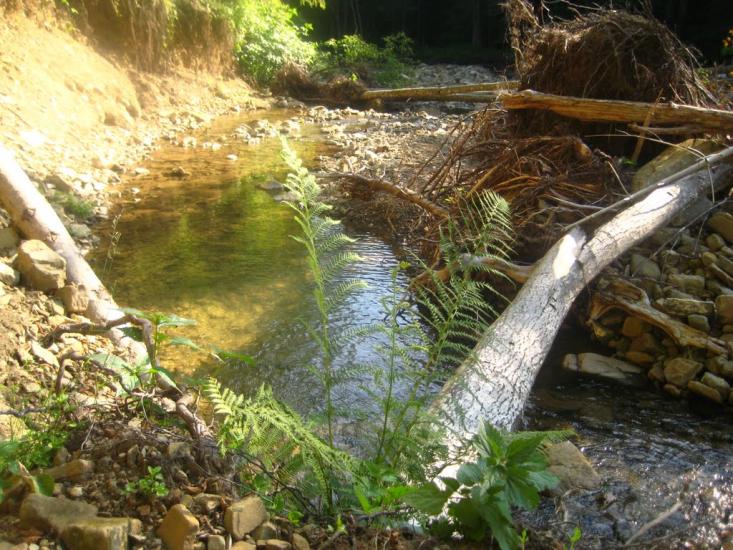 Кричка з panoramio.com - Кричка