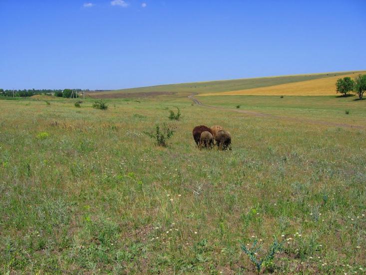 Новоолександрівка з panoramio.com - Новоолександрівка