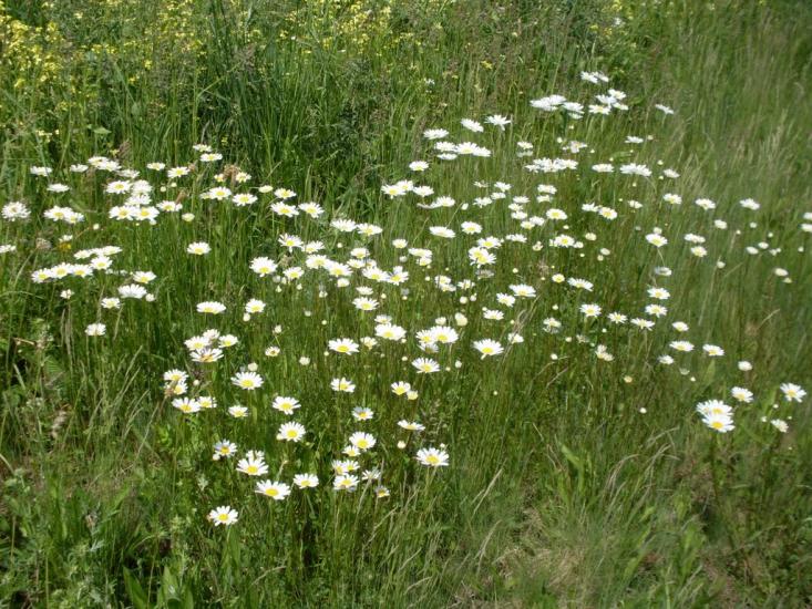 Мітлинці з panoramio.com - Мітлинці