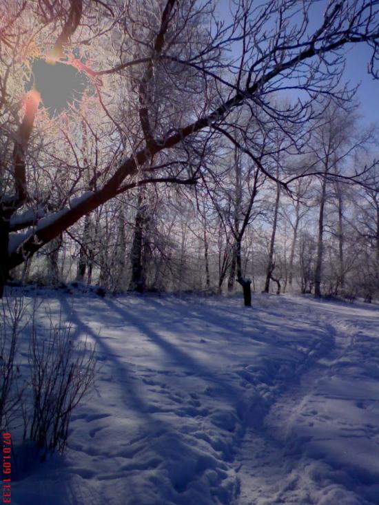 Кустолові Кущі з panoramio.com - Кустоловы Кущи