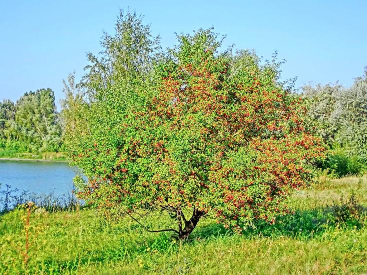 Нова Прага з panoramio.com - Nova Praga