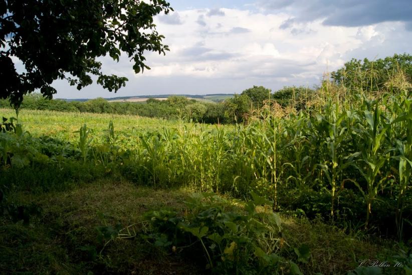 Сокілець з panoramio.com - Сокілець