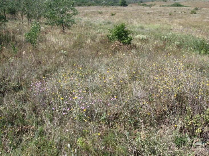 Калинівка з panoramio.com - Калиновка