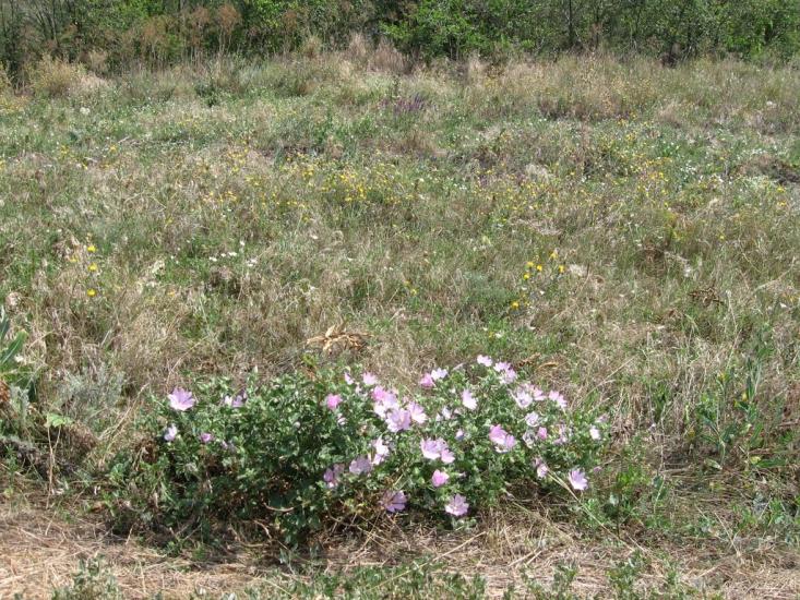 Калинівка з panoramio.com - Калиновка