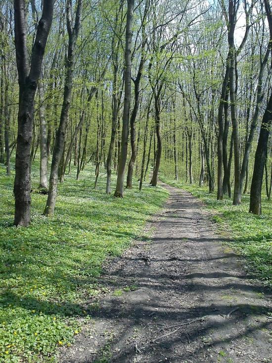 Тщенець з panoramio.com - Тщенец