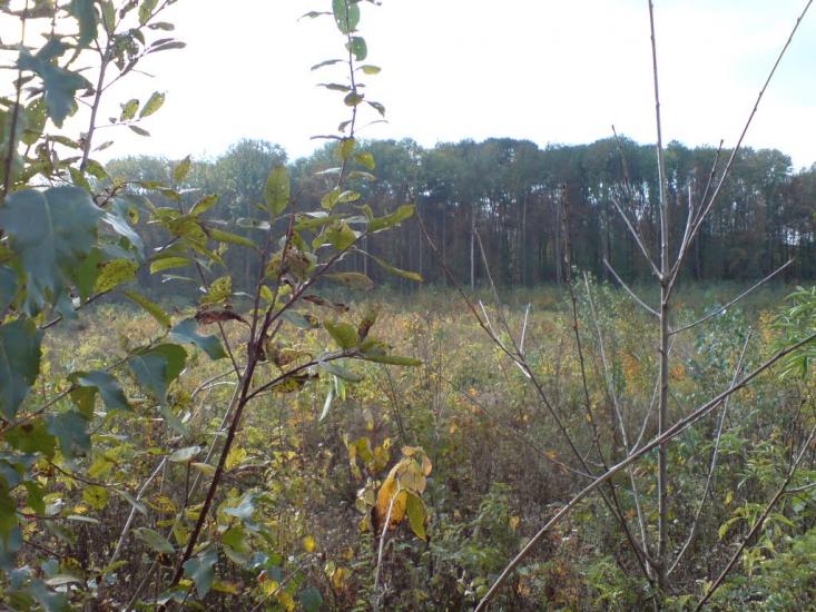 Червона Зірка з panoramio.com - Червона Зірка