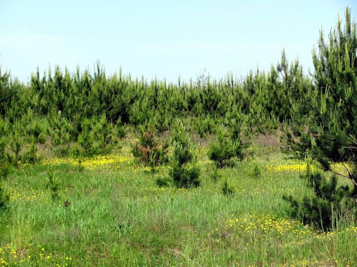 Козлиничі з panoramio.com - Козлиничи