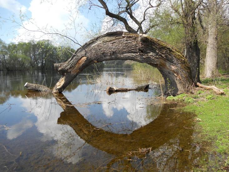 Дробишів з panoramio.com - Дробышев
