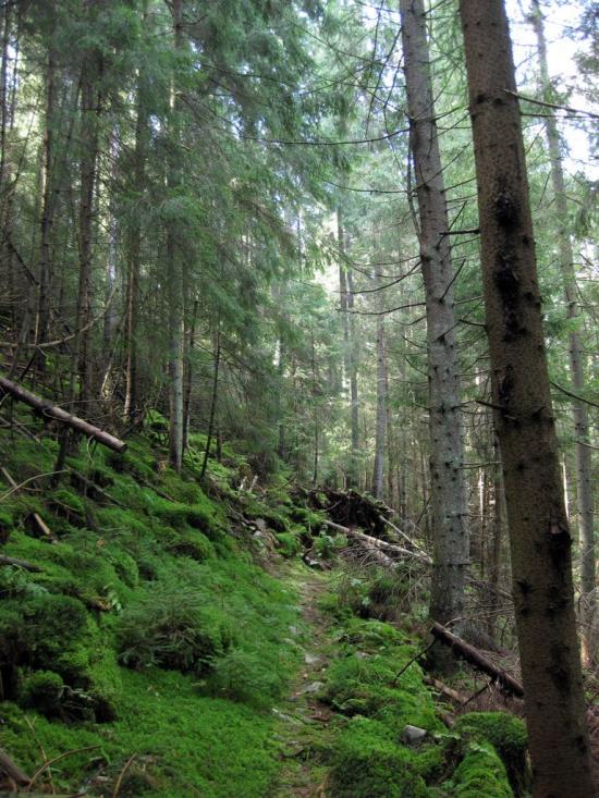 Максимець з panoramio.com - Maksymets