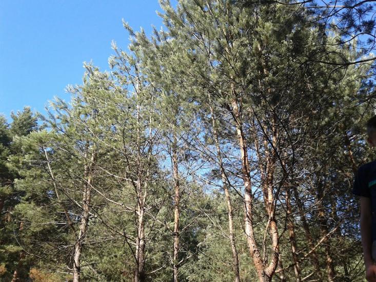 Рясне-Руське з panoramio.com - Рясное-Русское