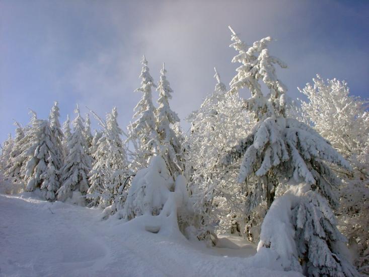 Пшонець з panoramio.com - Пшонець