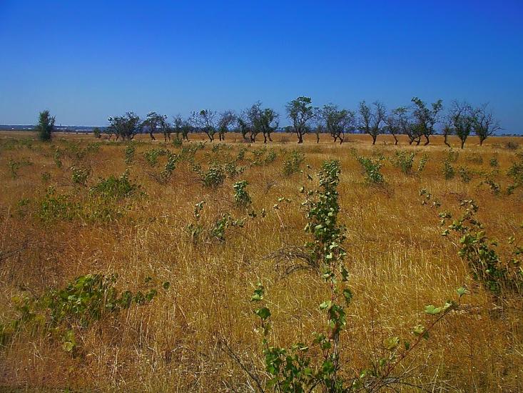 Берегове з panoramio.com - Берегово