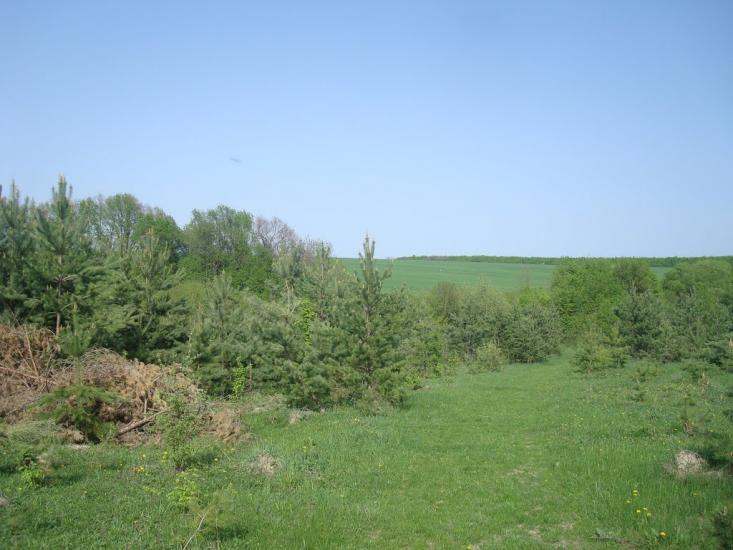 Любомирівка з panoramio.com - Любомировка