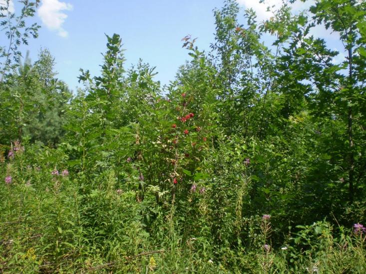 Селище з panoramio.com - Селище