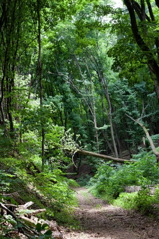 Пекарі з panoramio.com - Пекарі