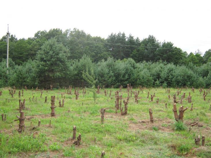 Рясне-Руське з panoramio.com - Рясное-Русское