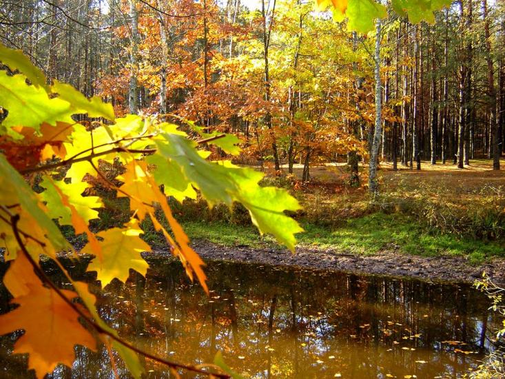 Нові Яриловичі з panoramio.com - Новые Ярыловичи