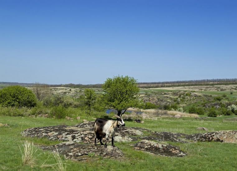 Токівське з panoramio.com - Tokivske