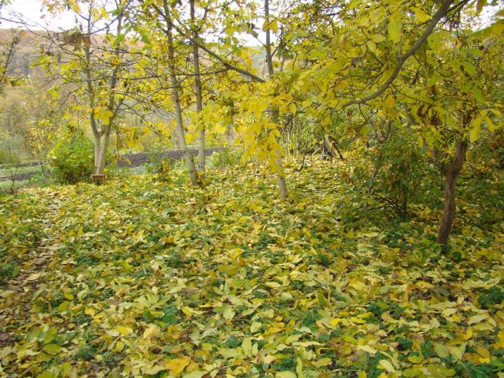 Іванківці з panoramio.com - Иванковцы