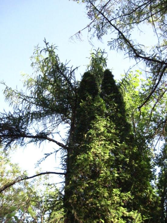 Бабичівка з panoramio.com - Бабичовка