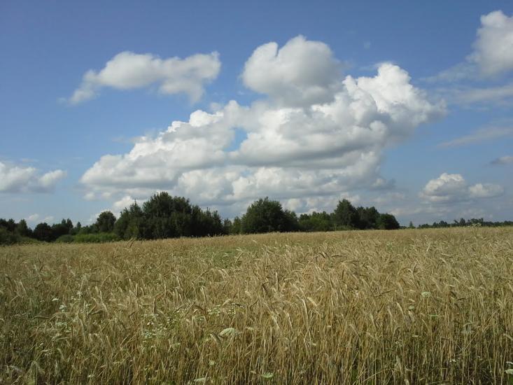 Вирка з panoramio.com - Вирка