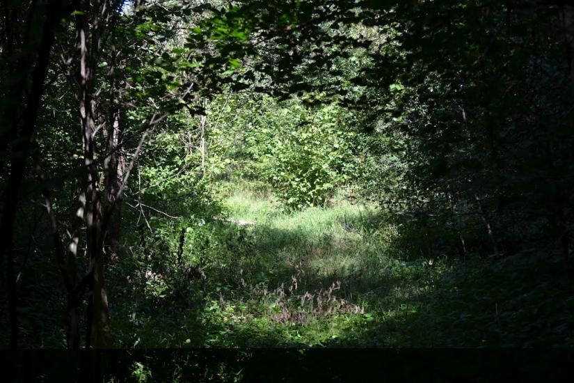 Грабовське з panoramio.com - Грабовское