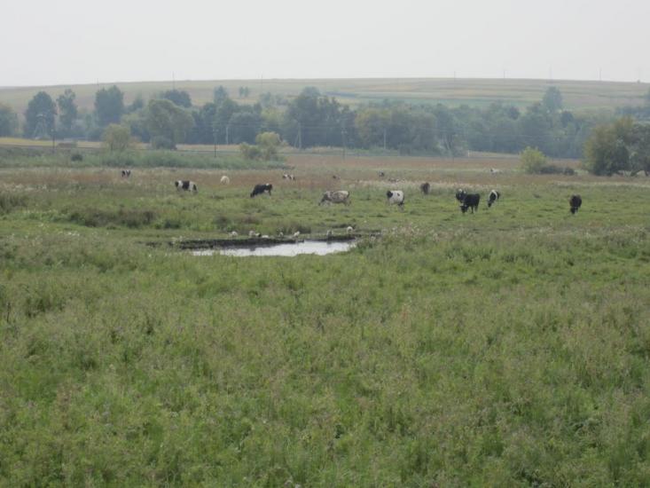Кутківці з panoramio.com - Кутковцы