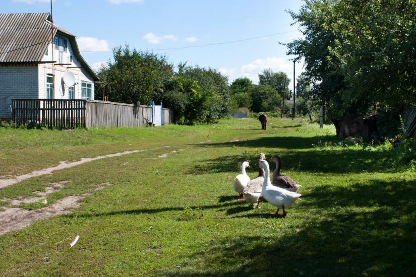 Чапаєвка з panoramio.com - Чапаевка