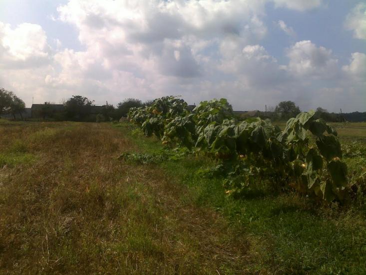 Бодячів з panoramio.com - Бодячів