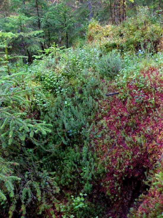 Максимець з panoramio.com - Maksymets