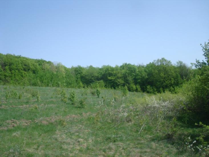 Любомирівка з panoramio.com - Любомировка