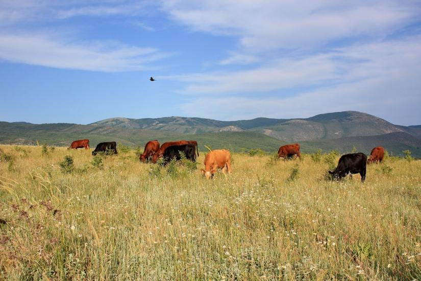 Розсошанка з panoramio.com - Розсошанка