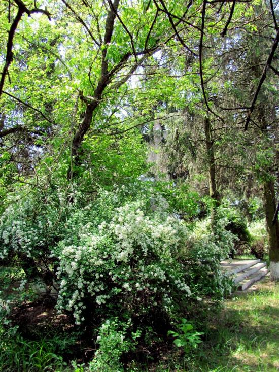 Старий Чорторийськ з panoramio.com - Старий Чорторийськ