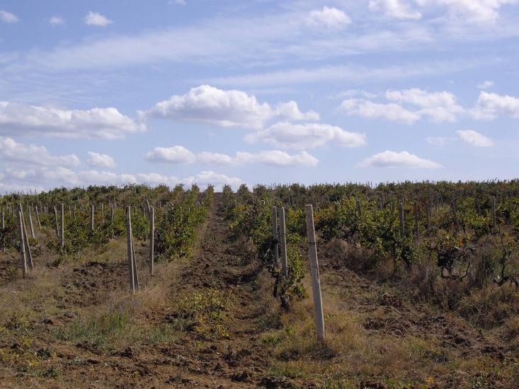 Віліне з panoramio.com - Віліне