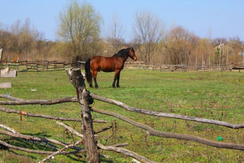 Хоцьки з panoramio.com - Хоцки