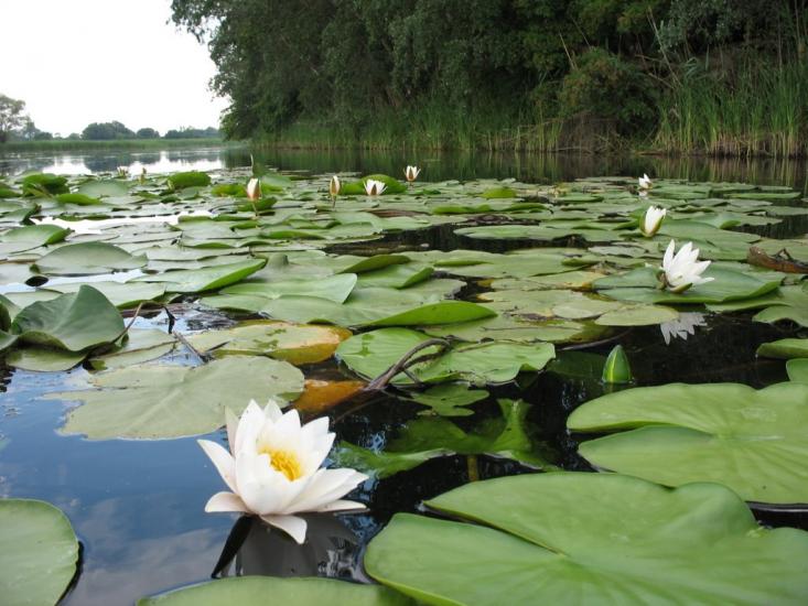 Усть-Лип'янка з panoramio.com - Усть-Лип'янка