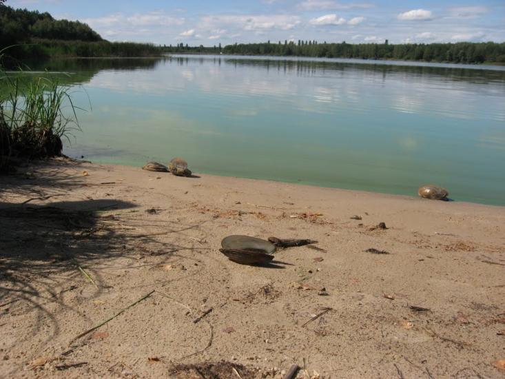 Рудня-Городищенська з panoramio.com - Rudnya-Gorodyschenska