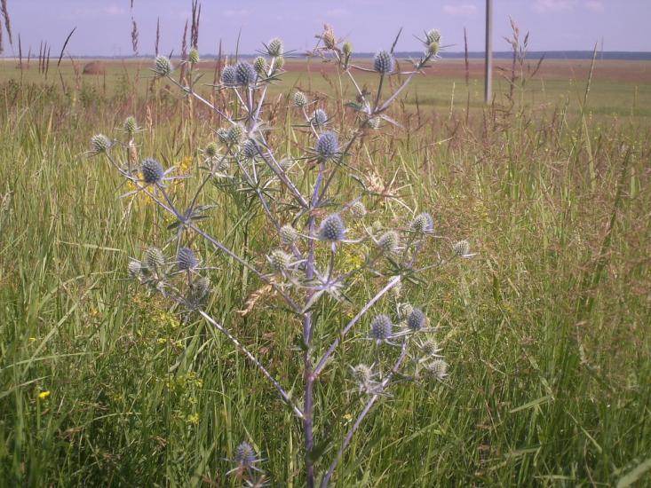 Глузди з panoramio.com - Глузди