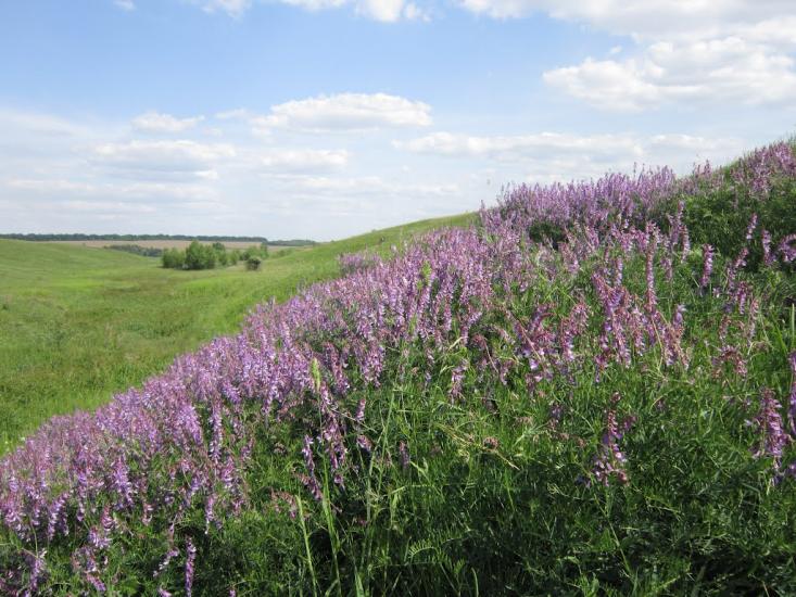 Михайлівка з panoramio.com - Михайлівка