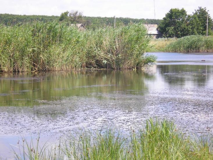 Кам'янка з panoramio.com - Камянка