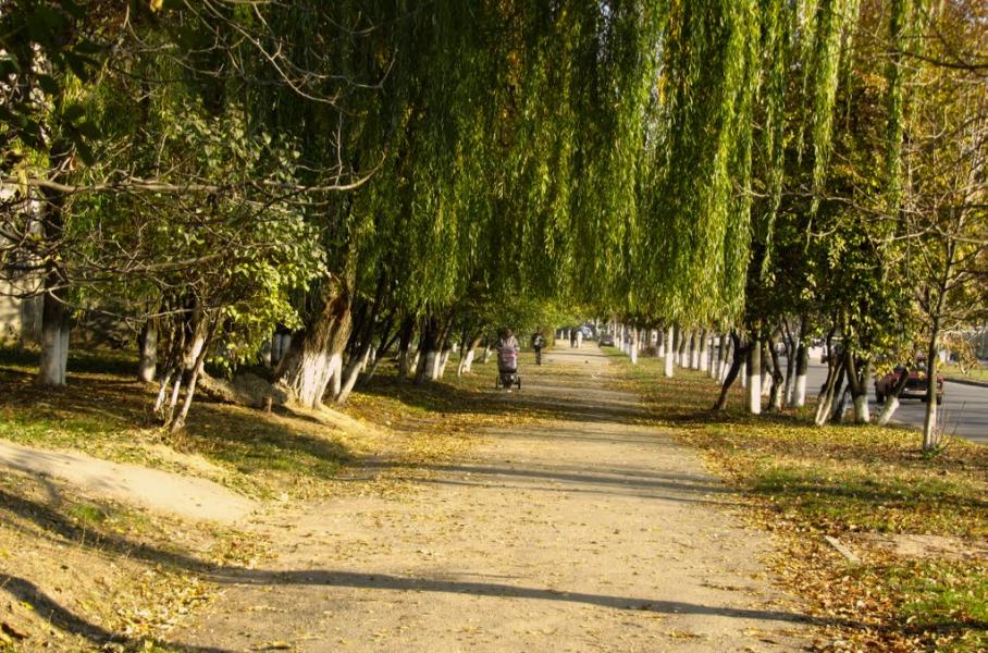 Зарванці з panoramio.com - Зарванцы