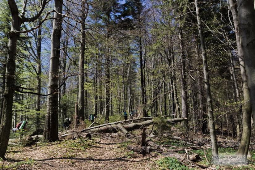 Букове з panoramio.com - Букове