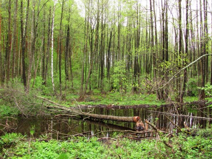 Нові Яриловичі з panoramio.com - Новые Ярыловичи