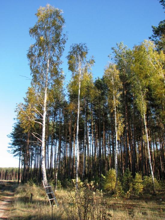 Славутич з panoramio.com - Славутич