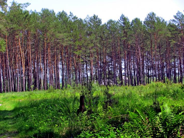 Козлиничі з panoramio.com - Козлиничи
