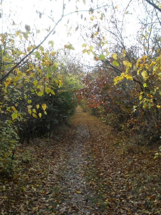 Калинівка з panoramio.com - Калиновка